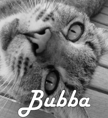 Contact Bubba Commerce